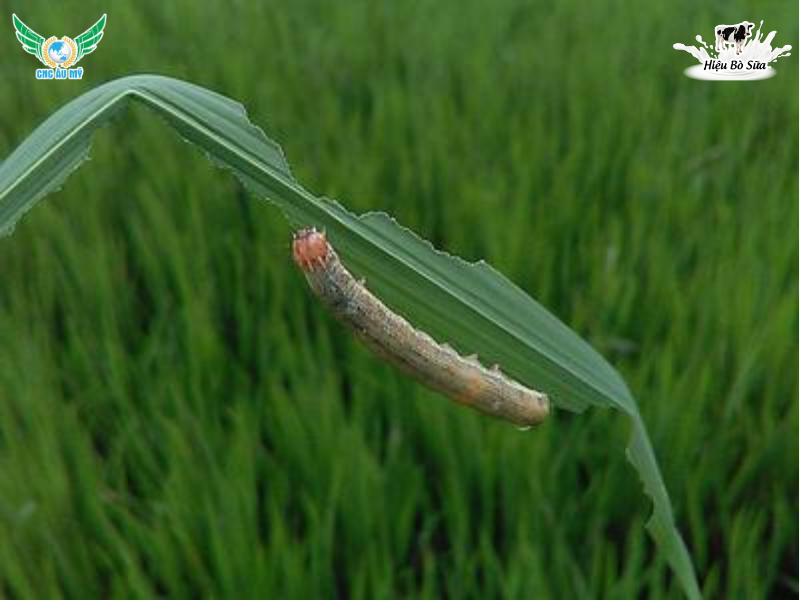 SÂU CẮN CHẼN HẠI LÚA - NHẬN BIẾT VÀ BIỆN PHÁP PHÒNG NGỪA
