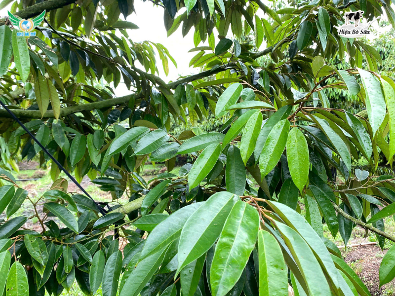 Cadimi trong sầu riêng? Tác hại và biện pháp hạn chế cadimi trong trái