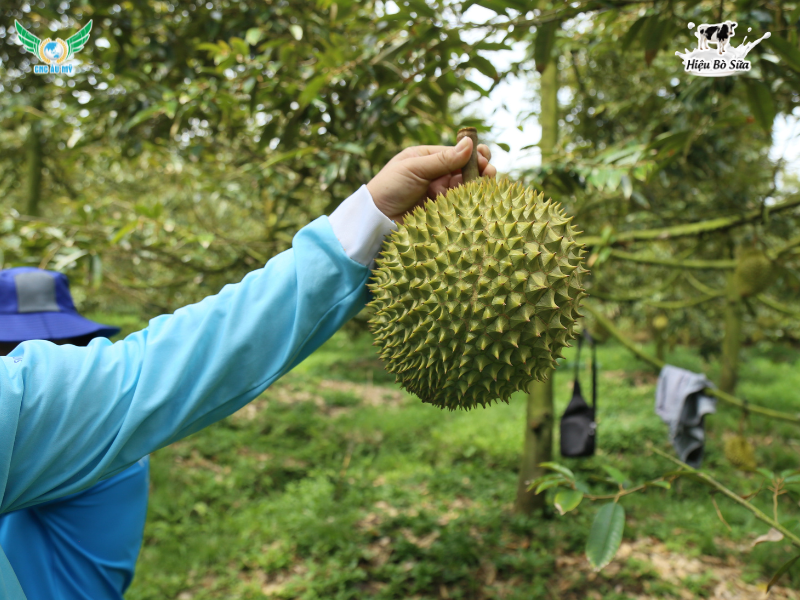 Cadimi trong sầu riêng? Tác hại và biện pháp hạn chế cadimi trong trái