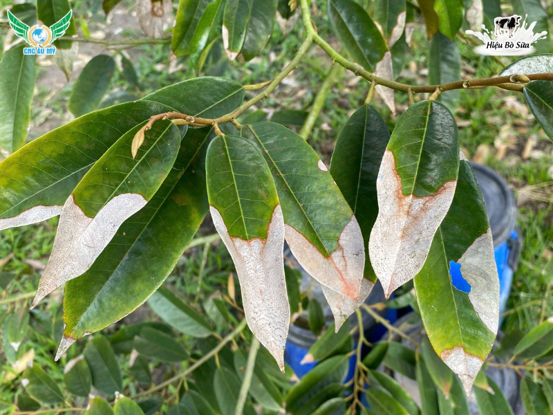 BỆNH CHÁY LÁ SẦU RIÊNG: NGUYÊN NHÂN VÀ CÁCH TRỊ