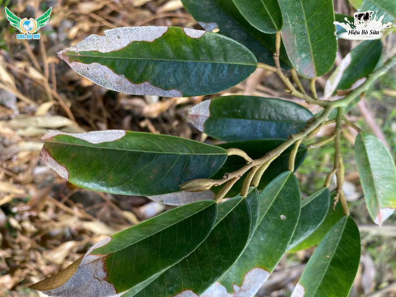 BỆNH CHÁY LÁ SẦU RIÊNG: NGUYÊN NHÂN VÀ CÁCH TRỊ