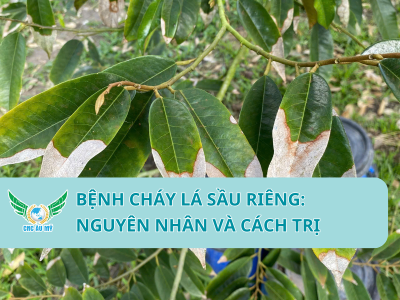 BỆNH CHÁY LÁ SẦU RIÊNG: NGUYÊN NHÂN VÀ CÁCH TRỊ