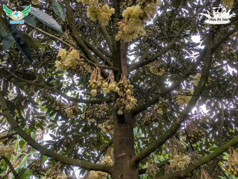 CHĂM SÓC SẦU RIÊNG GIAI ĐOẠN RA HOA ĐẬU TRÁI ĐÚNG KỸ THUẬT 