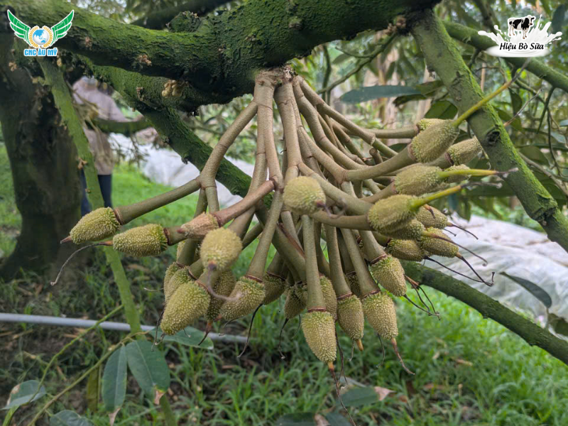 CHĂM SÓC SẦU RIÊNG GIAI ĐOẠN RA HOA ĐẬU TRÁI ĐÚNG KỸ THUẬT 