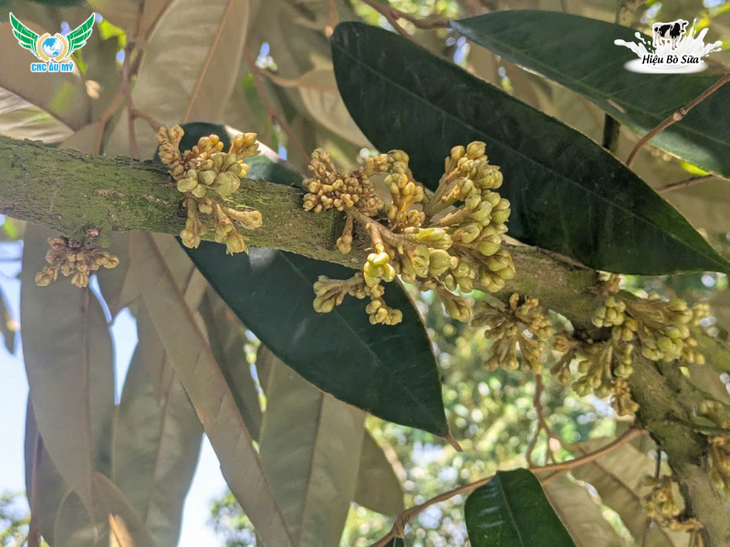 CHĂM SÓC SẦU RIÊNG GIAI ĐOẠN RA HOA ĐẬU TRÁI ĐÚNG KỸ THUẬT 