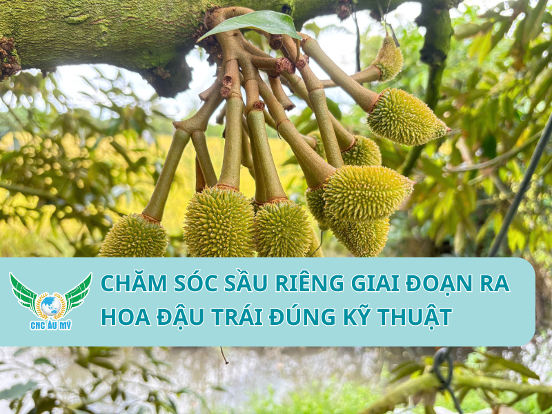 CHĂM SÓC SẦU RIÊNG GIAI ĐOẠN RA HOA ĐẬU TRÁI ĐÚNG KỸ THUẬT 