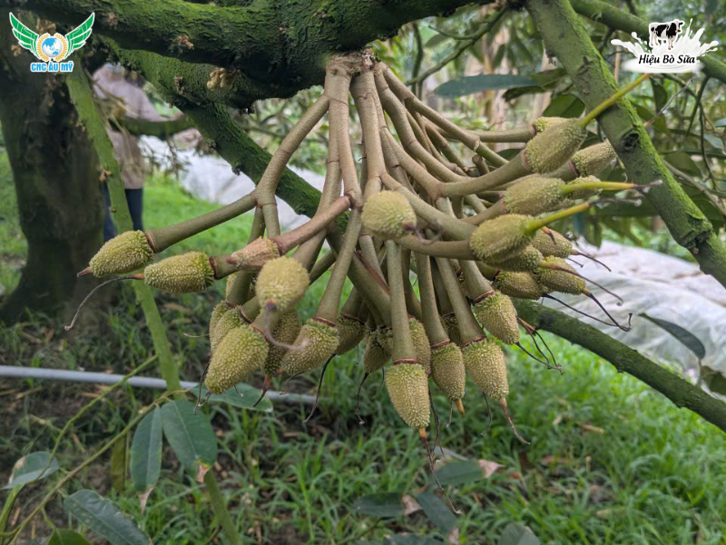 CHẠY TRÁI SẦU RIÊNG LÀ GÌ? NHỮNG ĐIỀU BÀ CON NÊN BIẾT