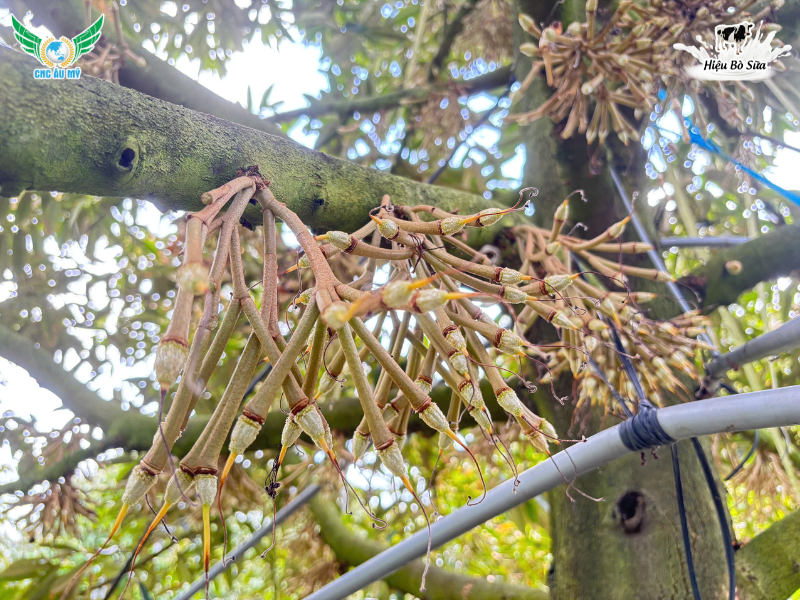 CHẠY TRÁI SẦU RIÊNG LÀ GÌ? NHỮNG ĐIỀU BÀ CON NÊN BIẾT