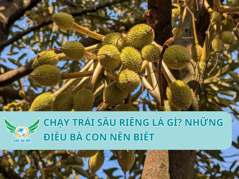 CHẠY TRÁI SẦU RIÊNG LÀ GÌ? NHỮNG ĐIỀU BÀ CON NÊN BIẾT