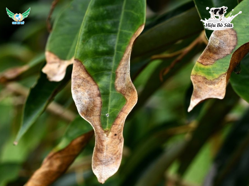 Top 9 loại bệnh phổ biến trên sầu riêng