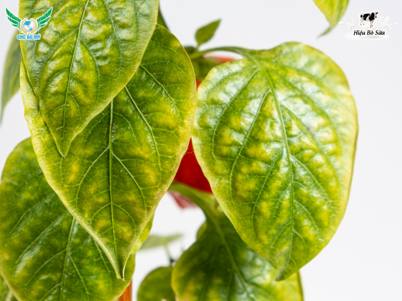 DẤU HIỆU CÂY TRỒNG THIẾU TRUNG VI LƯỢNG 