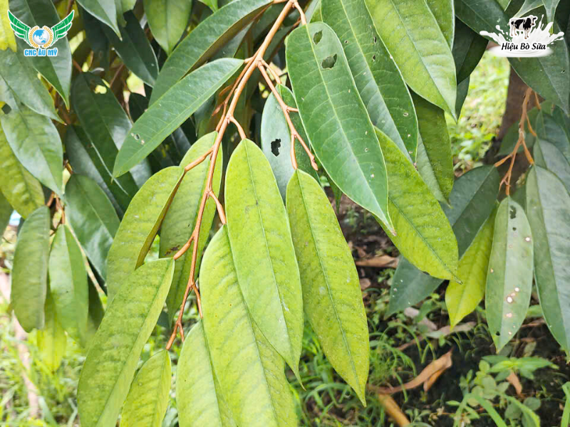 DẤU HIỆU CÂY TRỒNG THIẾU TRUNG VI LƯỢNG 