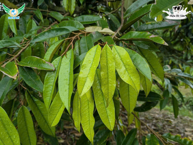 DẤU HIỆU CÂY TRỒNG THIẾU TRUNG VI LƯỢNG 