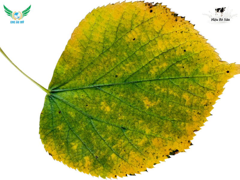 DẤU HIỆU CÂY TRỒNG THIẾU TRUNG VI LƯỢNG 