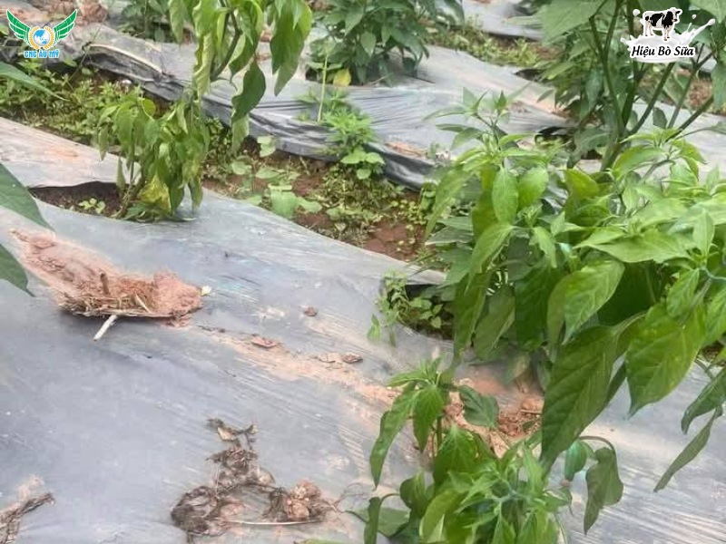 BỆNH CHẾT CÂY CON TRÊN ỚT NGUYÊN NHÂN VÀ CÁCH PHÒNG NGỪA