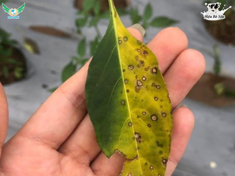 BỆNH ĐỐM LÁ TRÊN ỚT NGUYÊN NHÂN DẤU HIỆU VÀ BIỆN PHÁP PHÒNG NGỪA