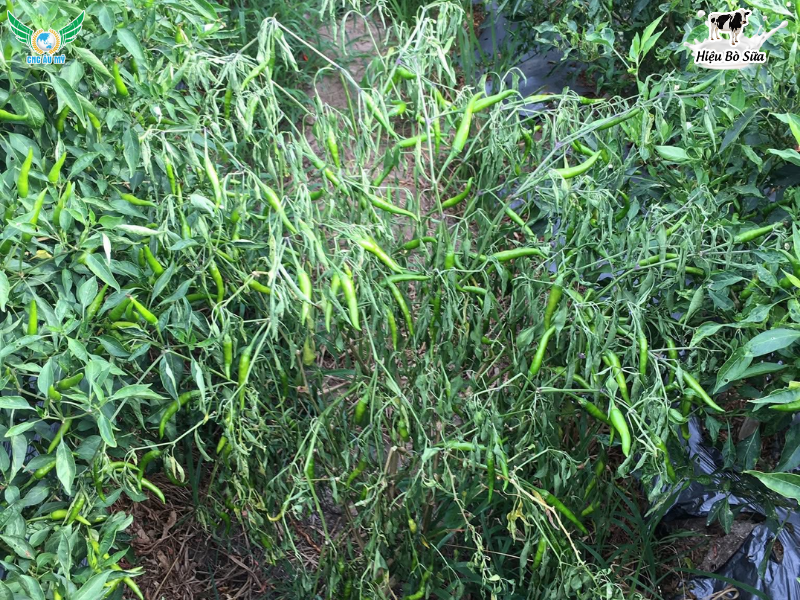 BỆNH HÉO XANH TRÊN ỚT NGUYÊN NHÂN VÀ BIỆN PHÁP XỬ LÝ