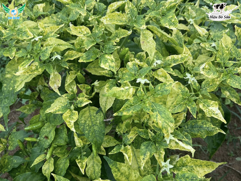 BỆNH KHẢM TRÊN ỚT GIẢI PHÁP GIÚP BÀ CON YÊN TÂM CANH TÁC