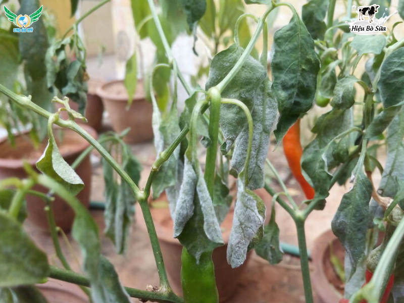 BỆNH MỐC XÁM TRÊN ỚT: NGUYÊN NHÂN, DẤU HIỆU VÀ BIỆN PHÁP PHÒNG TRỊ HIỆU QUẢ