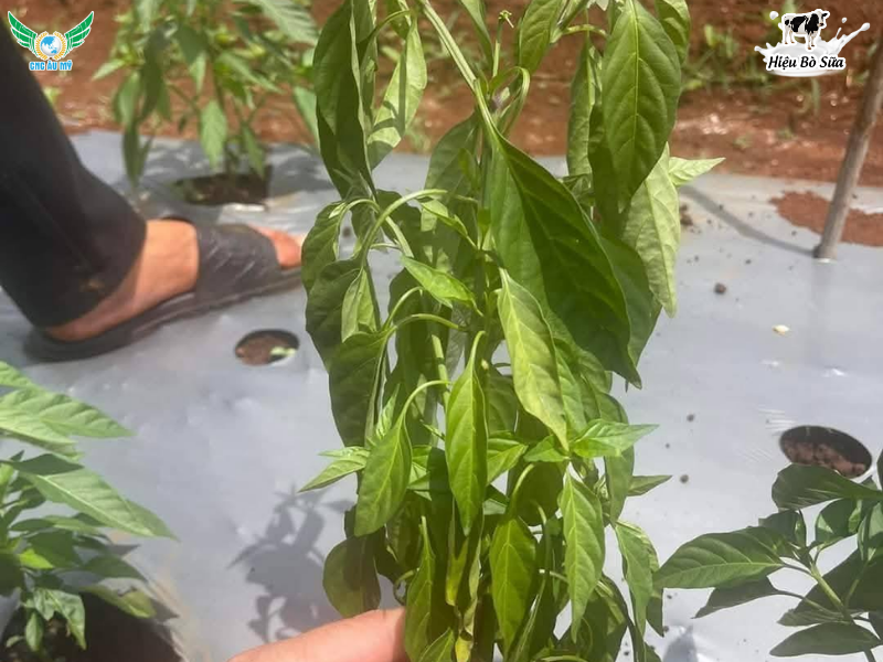 BỆNH THỐI ĐỌT NON TRÊN ỚT NGUYÊN NHÂN DẤU HIỆU VÀ BIỆN PHÁP PHÒNG NGỪA