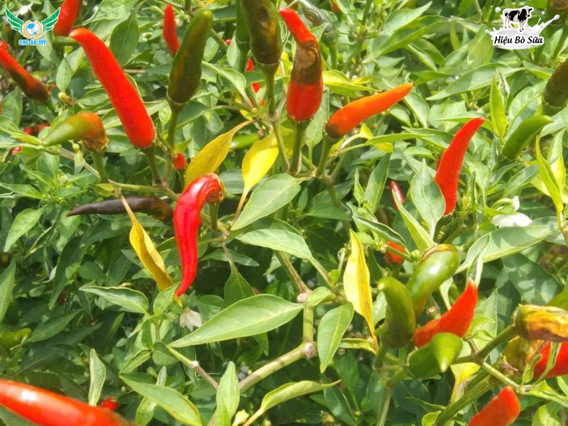 BỆNH THÁN THƯ TRÊN ỚT NGUYÊN NHÂN VÀ BIỆN PHÁP KHẮC PHỤC