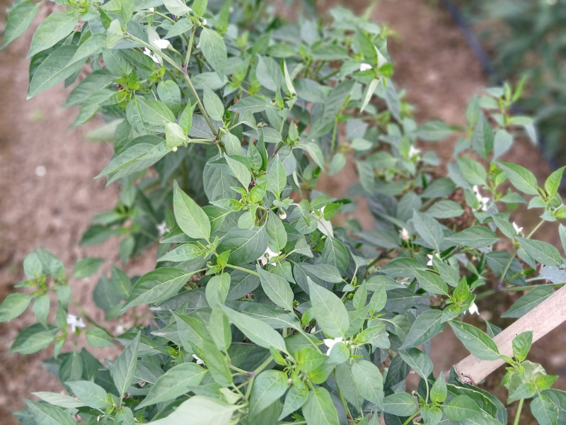 BỆNH ĐỐM LÁ TRÊN ỚT NGUYÊN NHÂN DẤU HIỆU VÀ BIỆN PHÁP PHÒNG NGỪA