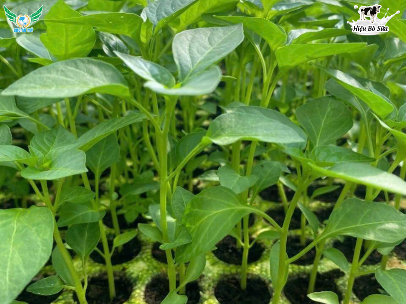 BỆNH CHẾT CÂY CON TRÊN ỚT NGUYÊN NHÂN VÀ CÁCH PHÒNG NGỪA