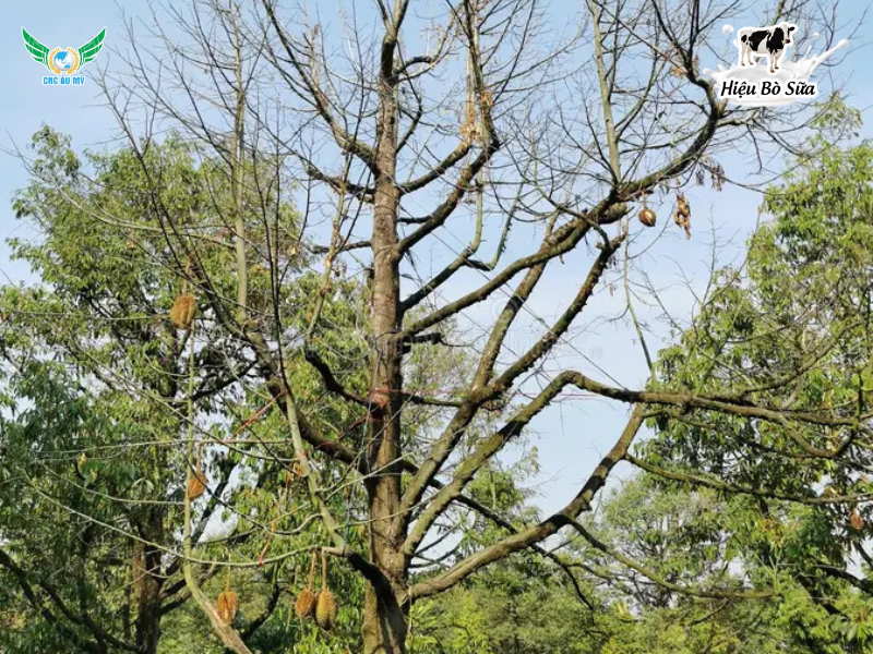 Bệnh cháy lá chết ngọn sầu riêng: Nguyên nhân, dấu hiệu và giải pháp