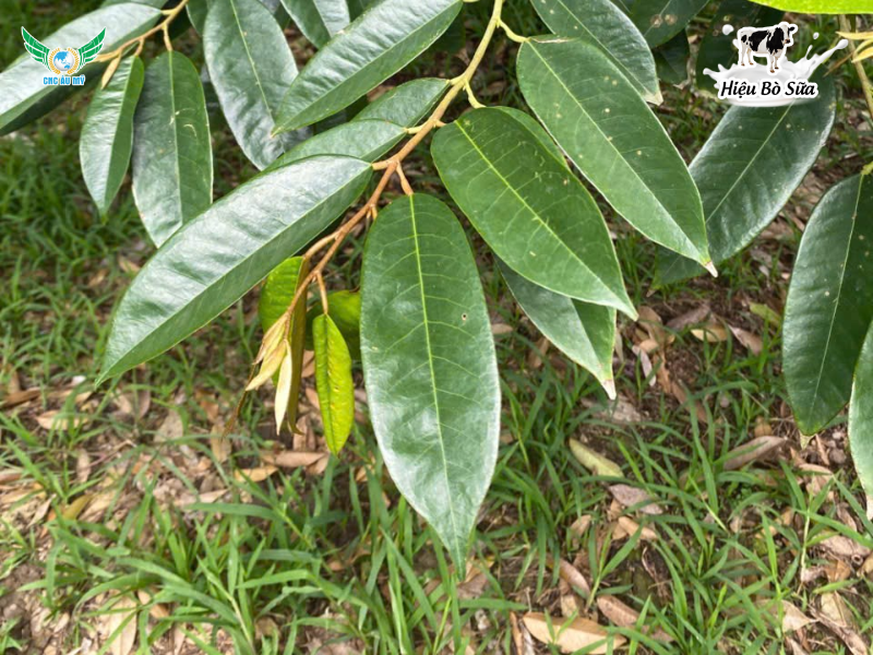 Bệnh cháy lá chết ngọn sầu riêng: Nguyên nhân, dấu hiệu và giải pháp