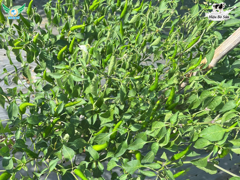 BỆNH HÉO XANH TRÊN ỚT NGUYÊN NHÂN VÀ BIỆN PHÁP XỬ LÝ