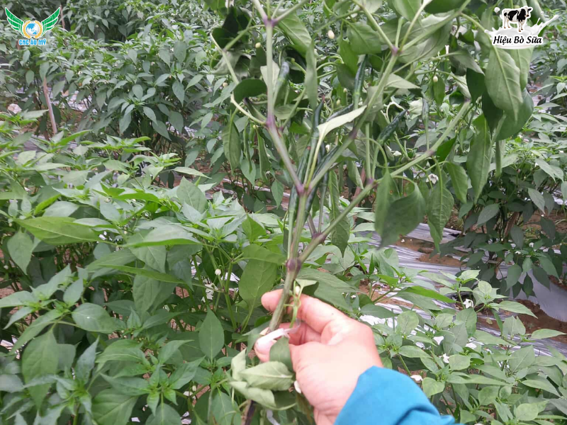 BỆNH CHẾT CÂY CON TRÊN ỚT NGUYÊN NHÂN VÀ CÁCH PHÒNG NGỪA