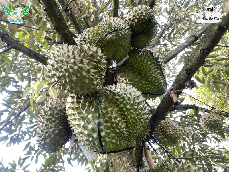 HIỆN TƯỢNG ĐỎ GAI SẦU RIÊNG NGUYÊN NHÂN VÀ CÁCH KHẮC PHỤC