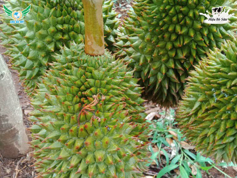 HIỆN TƯỢNG ĐỎ GAI SẦU RIÊNG NGUYÊN NHÂN VÀ CÁCH KHẮC PHỤC