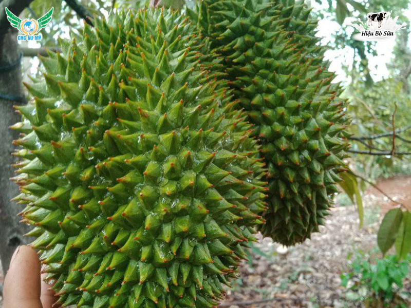 HIỆN TƯỢNG ĐỎ GAI SẦU RIÊNG NGUYÊN NHÂN VÀ CÁCH KHẮC PHỤC