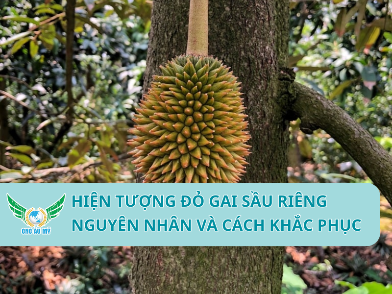HIỆN TƯỢNG ĐỎ GAI SẦU RIÊNG NGUYÊN NHÂN VÀ CÁCH KHẮC PHỤC