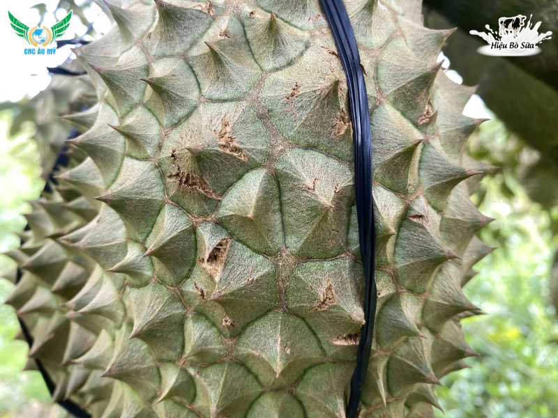 HIỆN TƯỢNG BỂ GAI, NỨT GAI SẦU RIÊNG NGUYÊN NHÂN VÀ BIỆN PHÁP KHẮC PHỤC