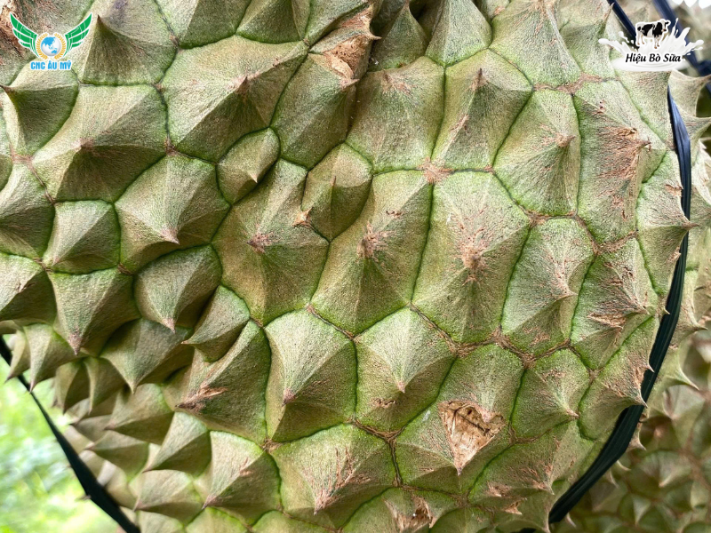 HIỆN TƯỢNG BỂ GAI, NỨT GAI SẦU RIÊNG NGUYÊN NHÂN VÀ BIỆN PHÁP KHẮC PHỤC