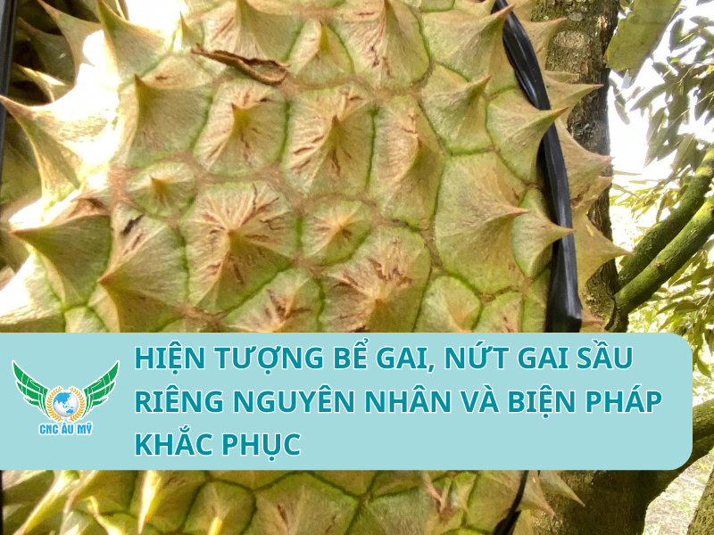 HIỆN TƯỢNG BỂ GAI, NỨT GAI SẦU RIÊNG NGUYÊN NHÂN VÀ BIỆN PHÁP KHẮC PHỤC