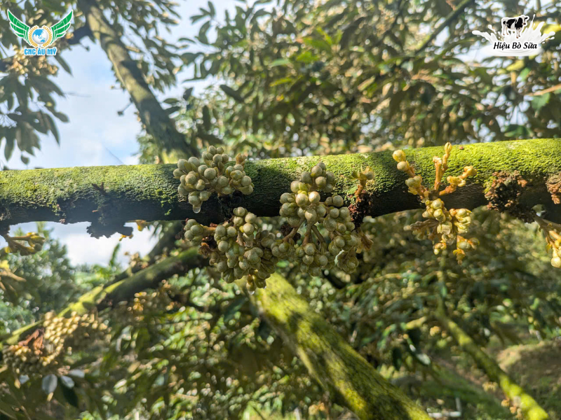 HIỆN TƯỢNG RỤNG BÔNG, RỤNG TRÁI NON SẦU RIÊNG NGUYÊN NHÂN VÀ GIẢI PHÁP