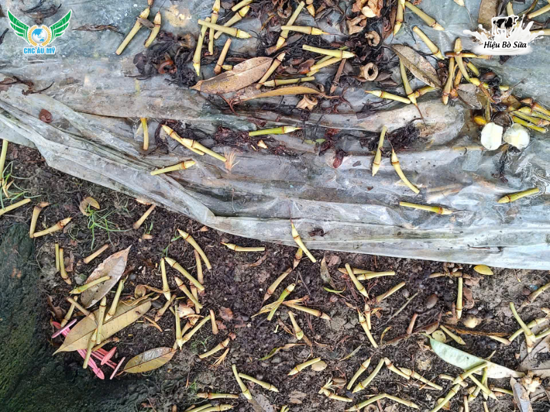 HIỆN TƯỢNG RỤNG BÔNG, RỤNG TRÁI NON SẦU RIÊNG NGUYÊN NHÂN VÀ GIẢI PHÁP