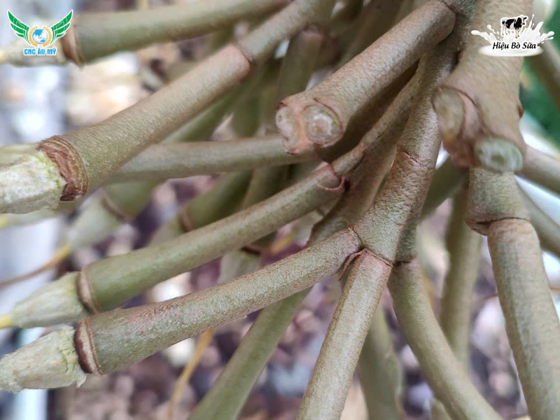 HIỆN TƯỢNG RỤNG BÔNG, RỤNG TRÁI NON SẦU RIÊNG NGUYÊN NHÂN VÀ GIẢI PHÁP