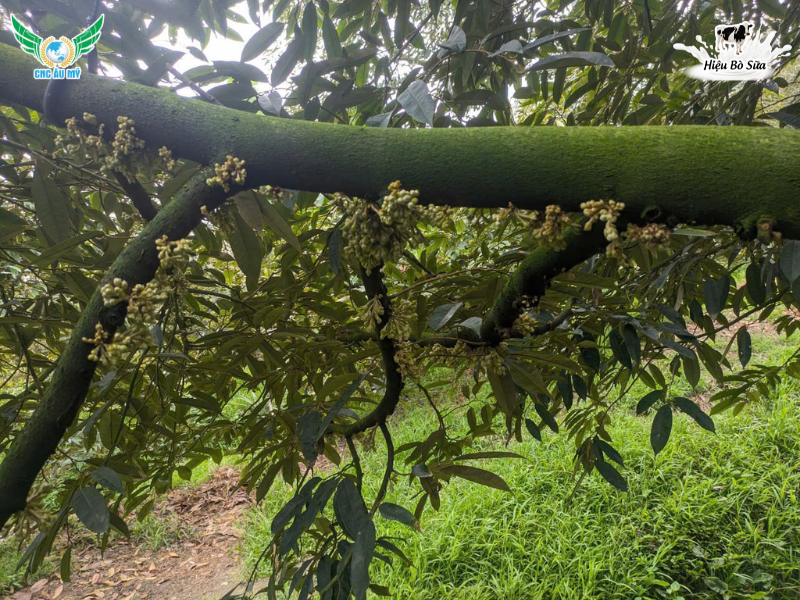 KỸ THUẬT TẠO MẦM SẦU RIÊNG HIỆU QUẢ AN TOÀN