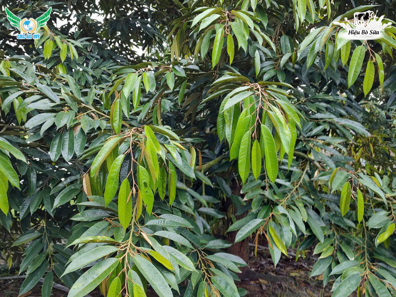 KỸ THUẬT TẠO MẦM SẦU RIÊNG HIỆU QUẢ AN TOÀN