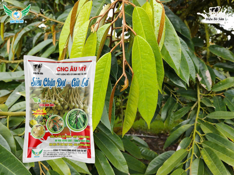 KỸ THUẬT TẠO MẦM SẦU RIÊNG HIỆU QUẢ AN TOÀN