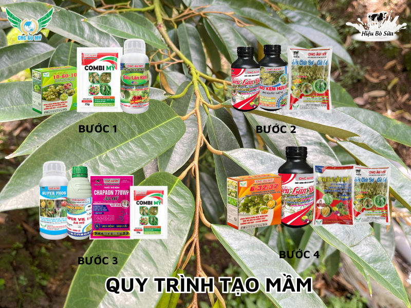 KỸ THUẬT TẠO MẦM SẦU RIÊNG HIỆU QUẢ AN TOÀN