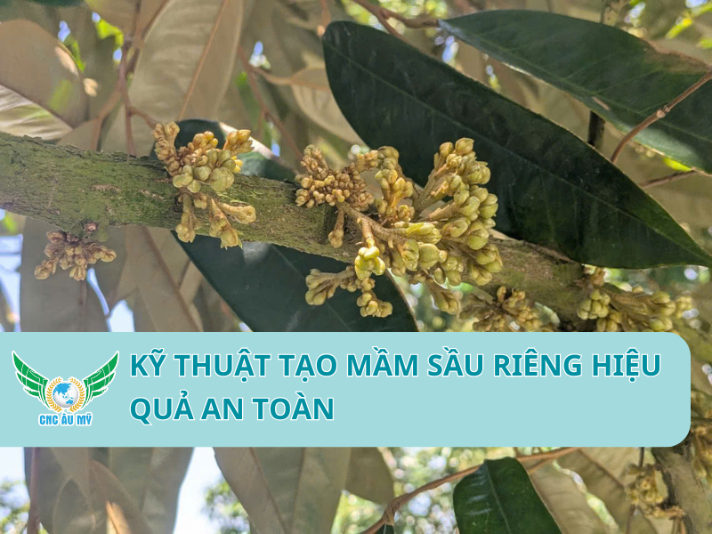 KỸ THUẬT TẠO MẦM SẦU RIÊNG HIỆU QUẢ AN TOÀN