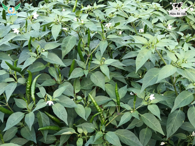 BỆNH THÁN THƯ TRÊN ỚT NGUYÊN NHÂN VÀ BIỆN PHÁP KHẮC PHỤC