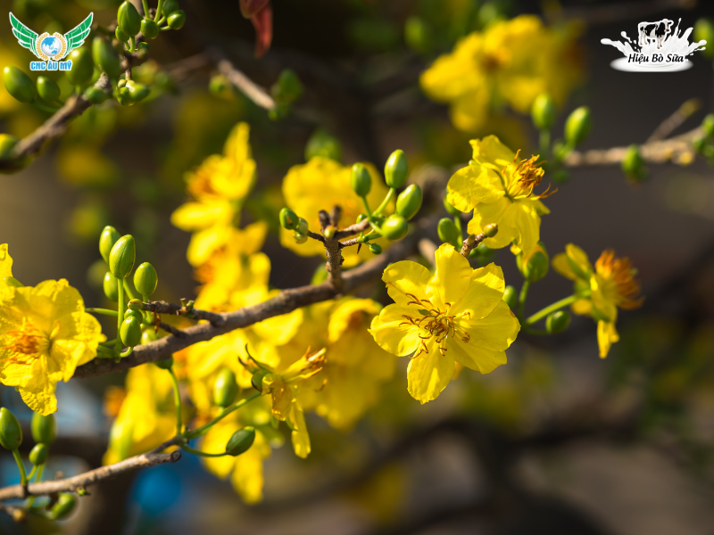 KỸ THUẬT BÓN PHÂN HỮU CƠ CHO MAI VÀNG THEO TỪNG GIAI ĐOẠN