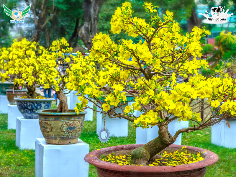 KỸ THUẬT BÓN PHÂN HỮU CƠ CHO MAI VÀNG THEO TỪNG GIAI ĐOẠN