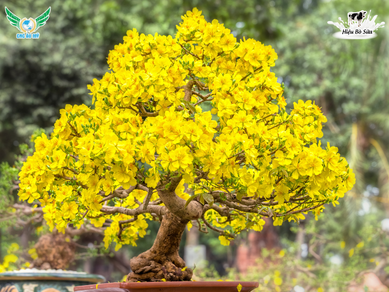 KỸ THUẬT BÓN PHÂN HỮU CƠ CHO MAI VÀNG THEO TỪNG GIAI ĐOẠN